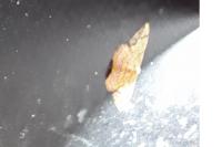 Idaea ostrinaria
