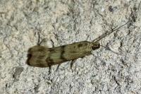 Homoeosoma sinuella
