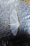 Palpita vitrealis