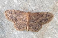 Idaea subsaturata