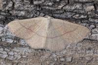 Cyclophora suppunctaria