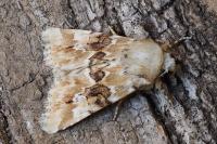 Eremobia ochroleuca