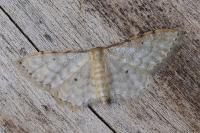 Idaea fuscovenosa