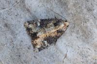 Mesapamea secalella/secalis