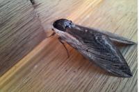 Sphinx ligustri