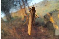 Eilema caniola