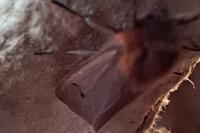 Phragmatobia fuliginosa