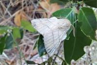 Malacosoma neustria