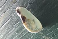 Cilix glaucata/hispanica