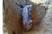 Harpyia milhauseri