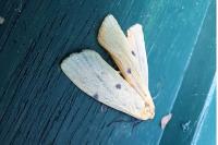 Lithosia quadra