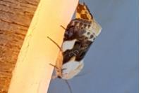 Acontia lucida