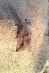 Eublemma parva