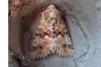 Eremobia ochroleuca