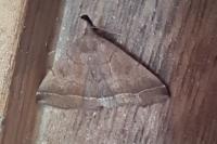 Polypogon plumigeralis