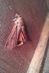 Noctua pronuba