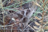 Dysgonia algira