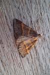 Perigune narbonea