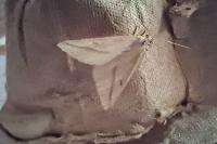 Aspitates gilvaria