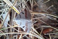 Itame vincularia