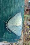 Pseudoterpna pruinata
