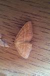 Idaea ochrata