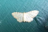 Idaea fuscovenosa