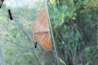 Cyclophora suppunctaria