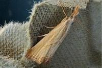 Xanthocrambus caducellus