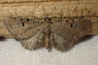 Eupithecia assimilata