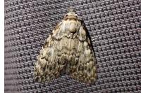 Meganola strigula