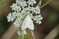 Sitochroa palealis