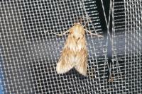 Cynaeda dentalis