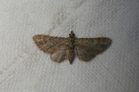 Gymnoscelis rufifasciata