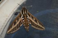 Hyles livornica