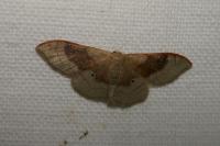 Idaea degeneraria