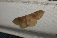 Idaea rubraria