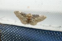 Idaea filicata