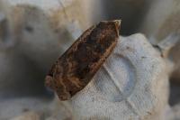 Noctua pronuba