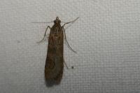 Nomophila noctuella
