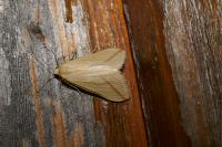 Rhodometra sacraria