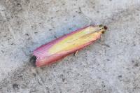 Oncocera semirubella