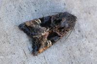 Euplexia lucipara
