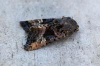 Euplexia lucipara