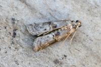 Phycita roborella
