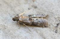 Phycita roborella