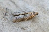 Phycita roborella