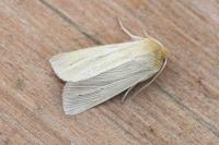Mythimna pallens