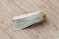 Mythimna pallens