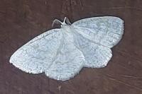 Cabera exanthemata